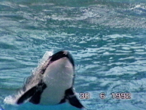 Marine World - Lonely Orca