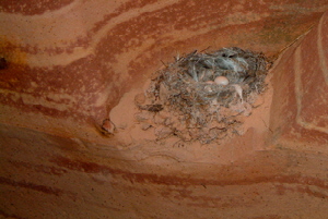 Zebra Slot - Birdies Nest 2007