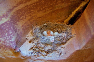 Zebra Slot - Birdies Nest 2010